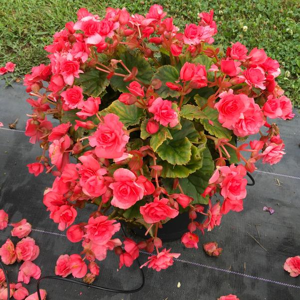 Begonia Solenia 'Light Pink' from Penn State Trial Gardens