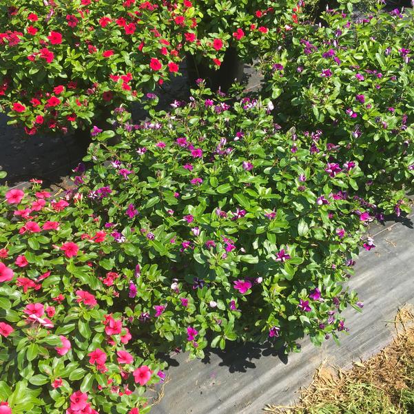 Vinca Catharanthus Tattoo Blueberry seed from Penn State Trial  Gardens