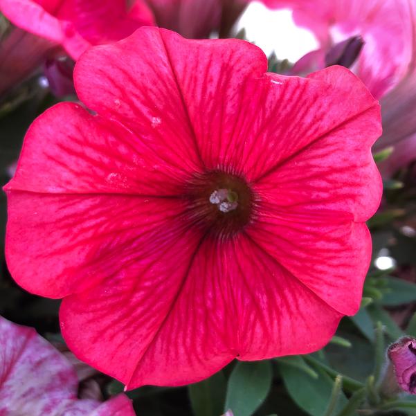 Petunia Potunia™ 'Coral' from Penn State Trial Gardens