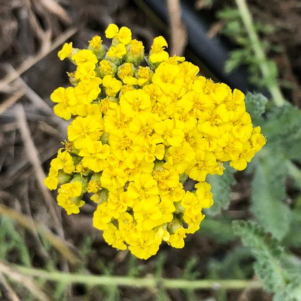 Achillea Little Moonshine Acbz0002 From Penn State Trial Gardens