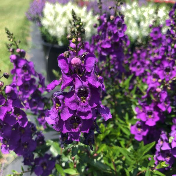 Angelonia Carita Purple from Penn State Trial Gardens