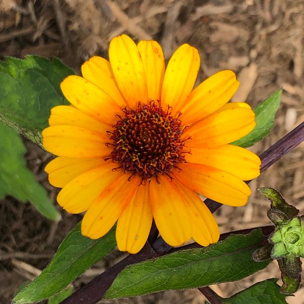 Heliopsis helianthoides 'Punto Rosso' Punto Russo from Prides Corner Farms