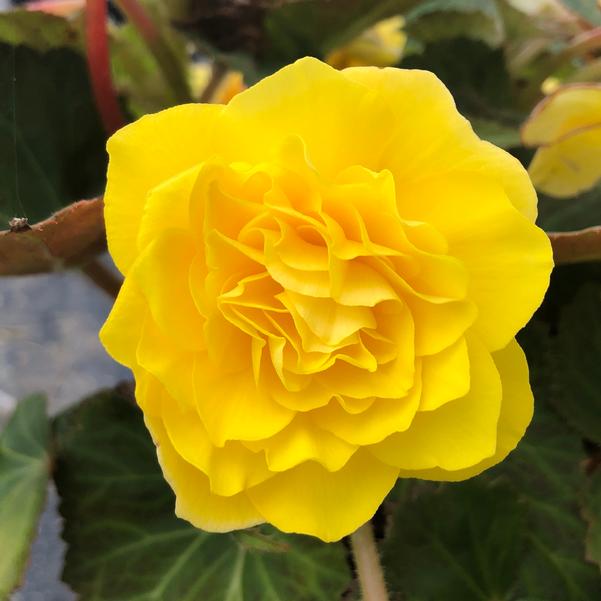 Begonia Prism 'Yellow' from Penn State Trial Gardens