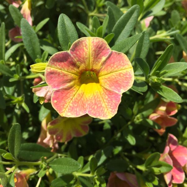 Calibrachoa Cha Cha Diva Apricot from Penn State Trial Gardens