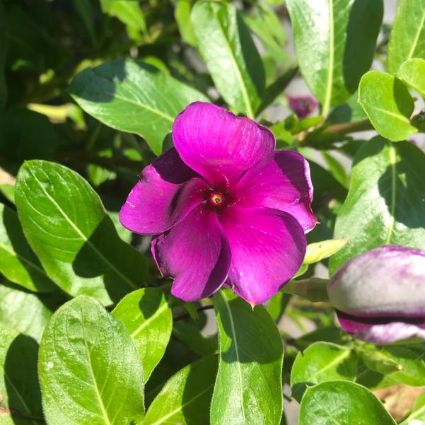 Oasis Horticulture Pty Ltd  VINCA TATTOO BLUEBERRY FLOWERS TO GO 4 CELL  PACK