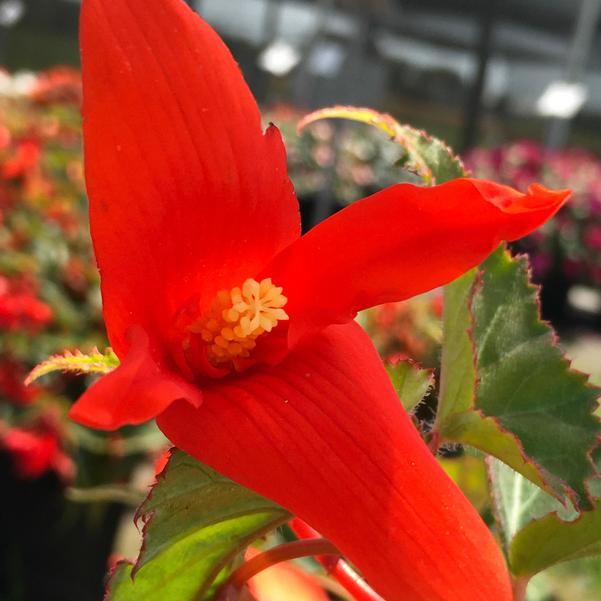 Begonia Groovy 'Orange (seed)' from Penn State Trial Gardens