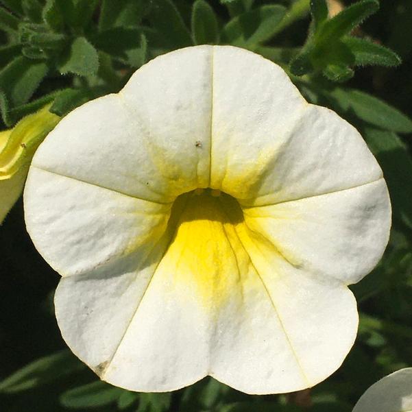 Calibrachoa Cha Cha Frosty Lemon from Penn State Trial Gardens