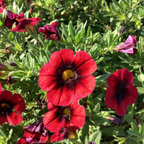 Calibrachoa Cha Cha Red Kiss from Penn State Trial Gardens