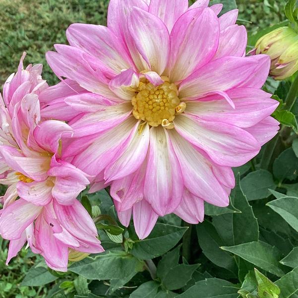 Dahlia LaBella® Gigante Fun 'Pink℗' from Penn State Trial Gardens