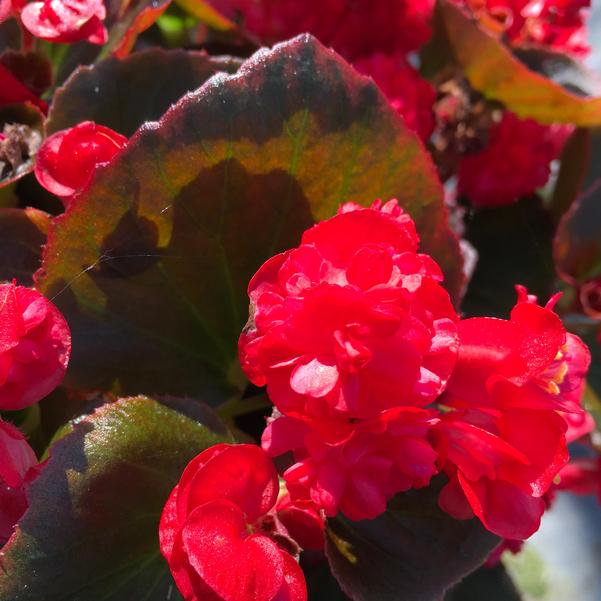 Begonia Double Up™ 'Red' from Penn State Trial Gardens