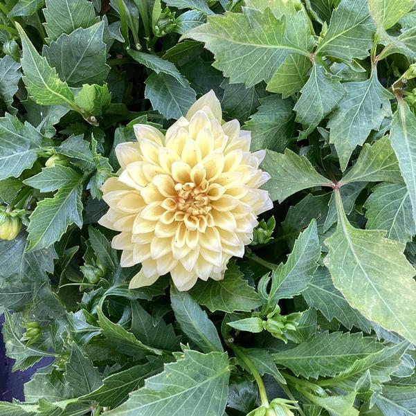 セール 登場から人気沸騰 dahlia〜24時間以内スピード発送〜 ❣️BA 