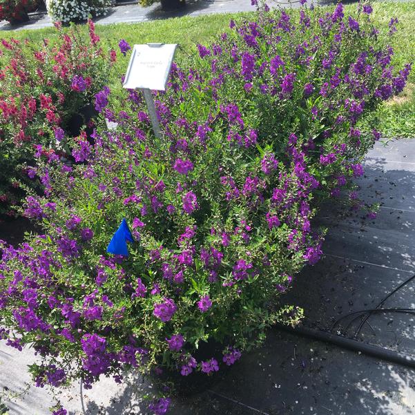 Angelonia Carita Purple from Penn State Trial Gardens