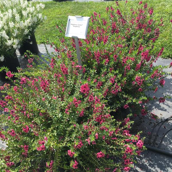 Angelonia Carita Raspberry from Penn State Trial Gardens