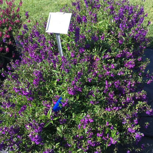 Angelonia Carita Purple from Penn State Trial Gardens