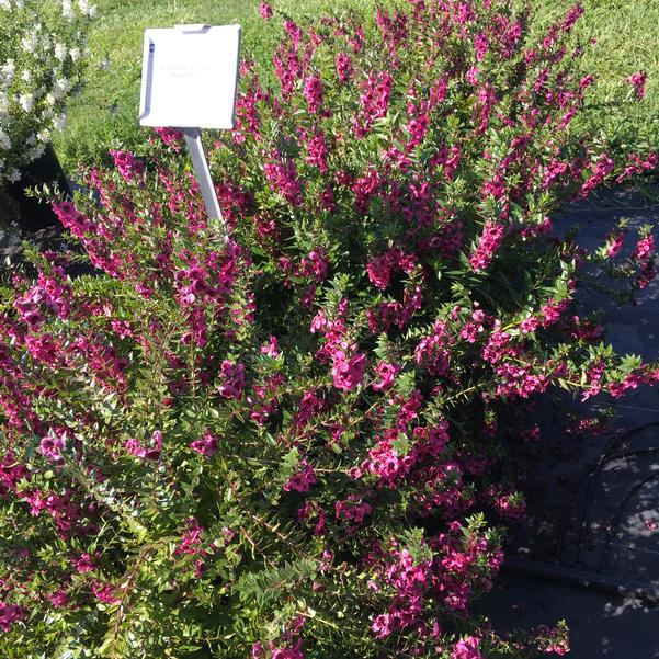 Angelonia Carita Raspberry from Penn State Trial Gardens