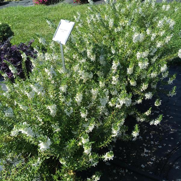 Angelonia Carita White from Penn State Trial Gardens