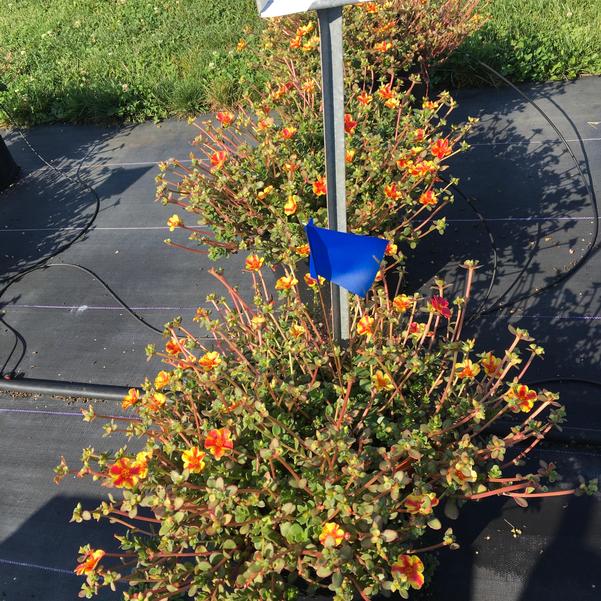 Portulaca (Purslane) Campino™ 'Twist Red' from Penn State Trial