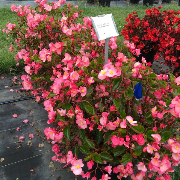 Begonia BIG® 'Pink Green Leaf (seed)' from Penn State Trial Gardens