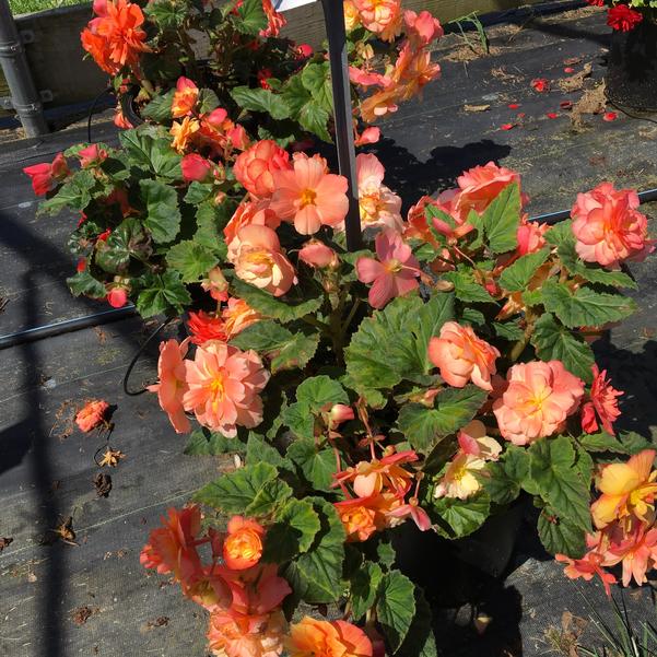 Begonia Prism 'Sunset' from Penn State Trial Gardens