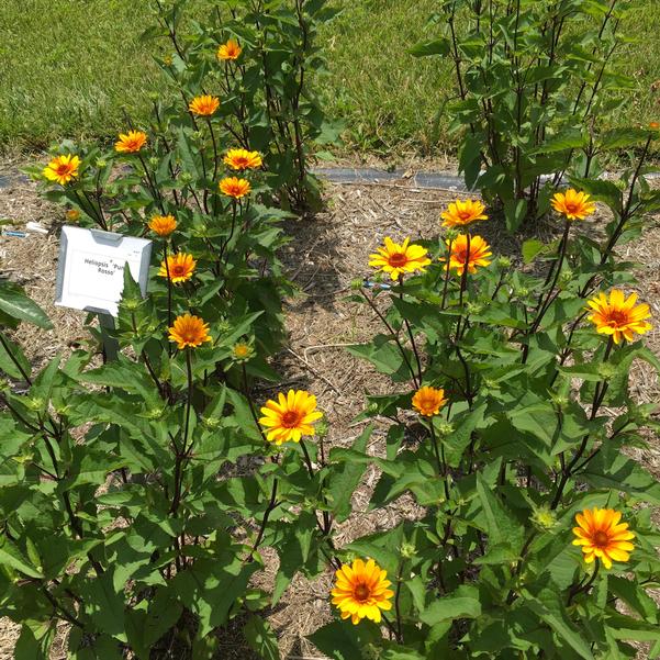 Heliopsis 'Punto Rosso' from Penn State Trial Gardens
