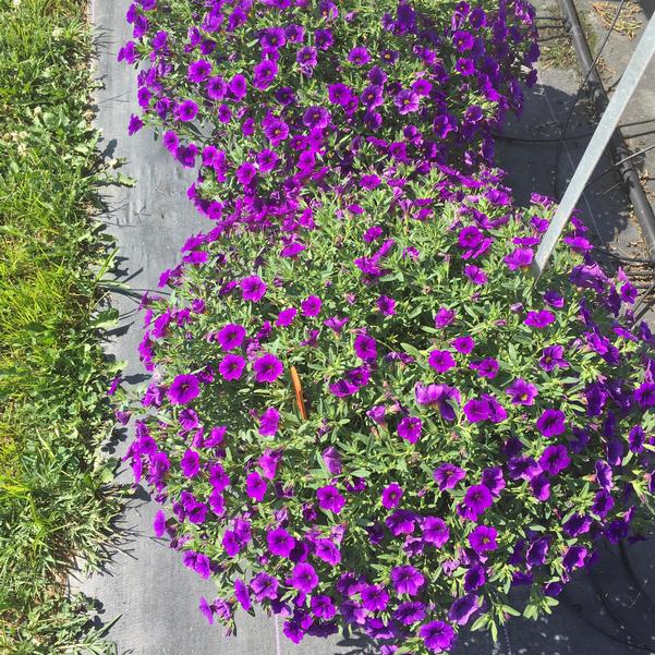 Calibrachoa Cha Cha Deep Blue from Penn State Trial Gardens