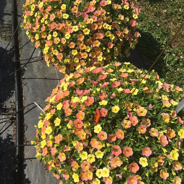 Calibrachoa Cha Cha Diva Apricot from Penn State Trial Gardens