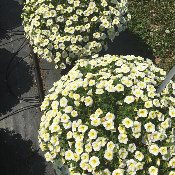 Calibrachoa Cha Cha Frosty Lemon from Penn State Trial Gardens