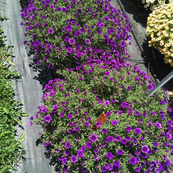 Calibrachoa Cha Cha Deep Blue from Penn State Trial Gardens