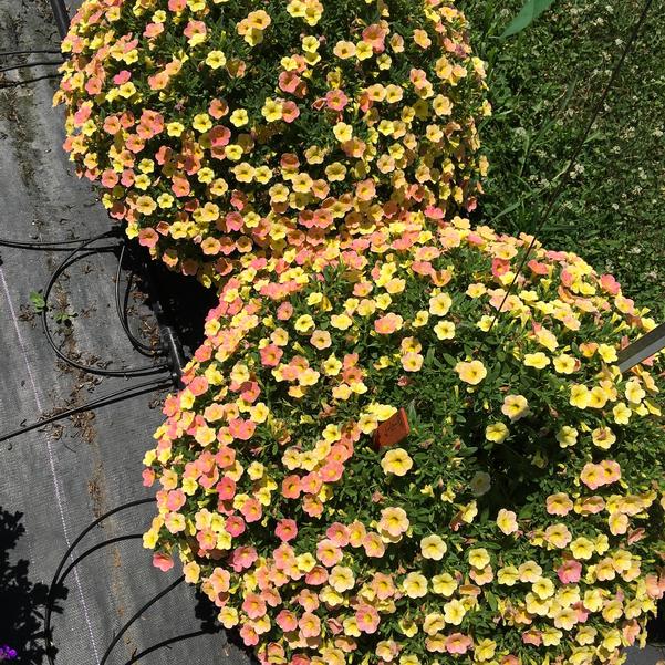 Calibrachoa Cha Cha Diva Apricot from Penn State Trial Gardens