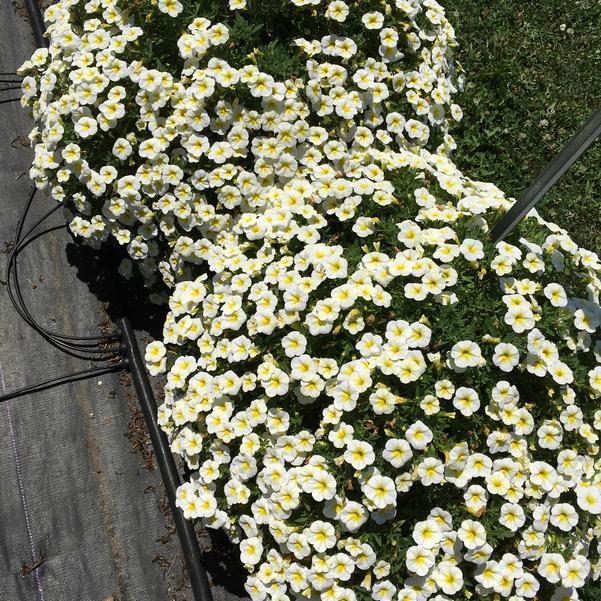 Calibrachoa Cha Cha Frosty Lemon from Penn State Trial Gardens