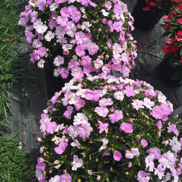 Impatiens - hybrida SunPatiens® Vigorous 'Orchid' from Penn State Trial  Gardens