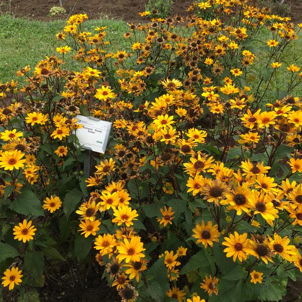 Heliopsis helianthoides 'Punto Rosso' Punto Russo from Prides Corner Farms