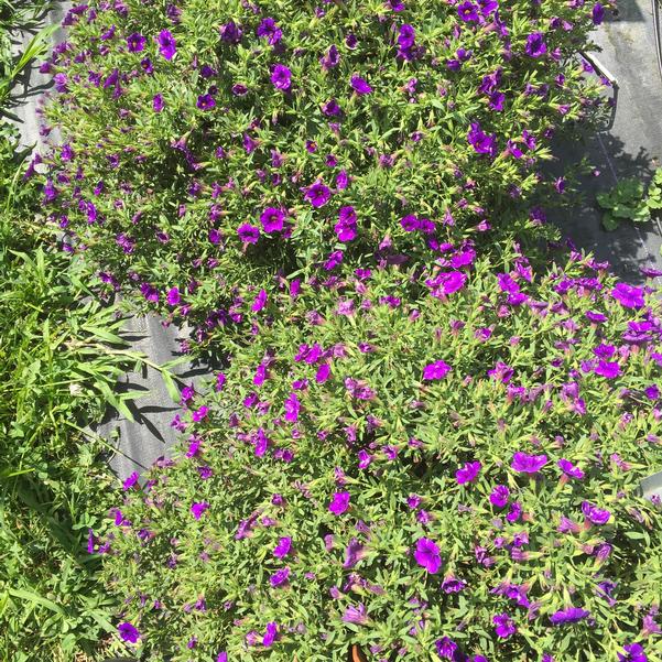 Calibrachoa Cha Cha Deep Blue from Penn State Trial Gardens