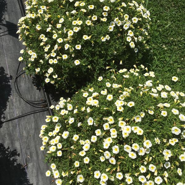 Calibrachoa Cha Cha Frosty Lemon from Penn State Trial Gardens