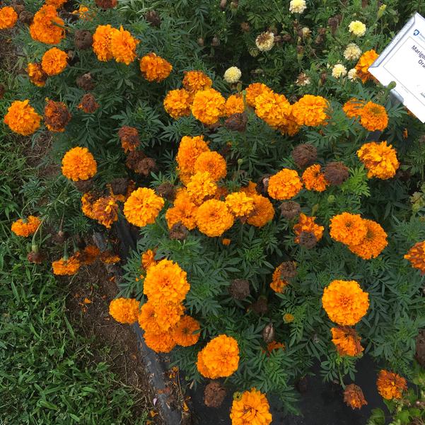 Marigold 'Big Duck Orange' from Penn State Trial Gardens