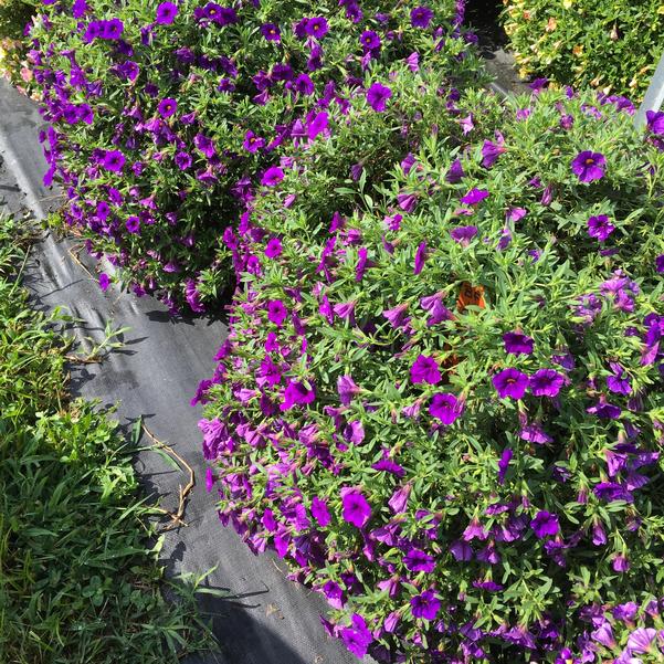 Calibrachoa Cha Cha Deep Blue from Penn State Trial Gardens