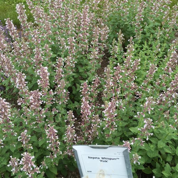Buy Whispurr Pink Catmint (Nepeta), FREE SHIPPING, Wilson Bros Gardens