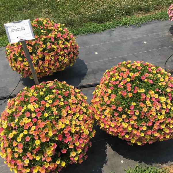 Calibrachoa Cha Cha Diva Apricot from Penn State Trial Gardens