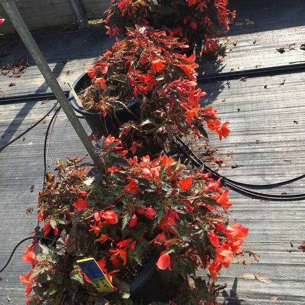 Begonia Rivulet™ 'Orange' from Penn State Trial Gardens