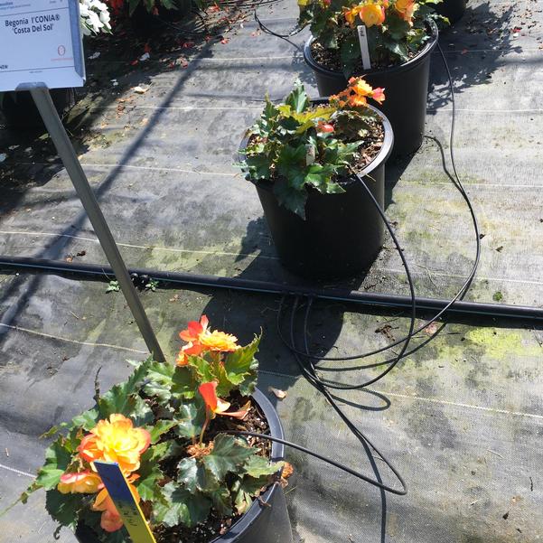 Begonia I'CONIA® 'Costa Del Sol' from Penn State Trial Gardens