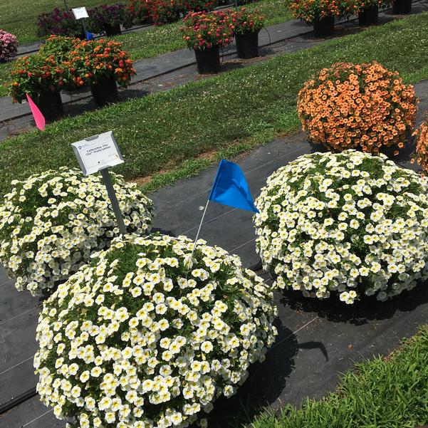 Calibrachoa Cha Cha Frosty Lemon from Penn State Trial Gardens