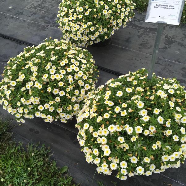 Calibrachoa Cha Cha Frosty Lemon from Penn State Trial Gardens