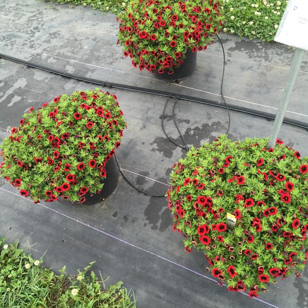 Calibrachoa Cha Cha Red Kiss from Penn State Trial Gardens