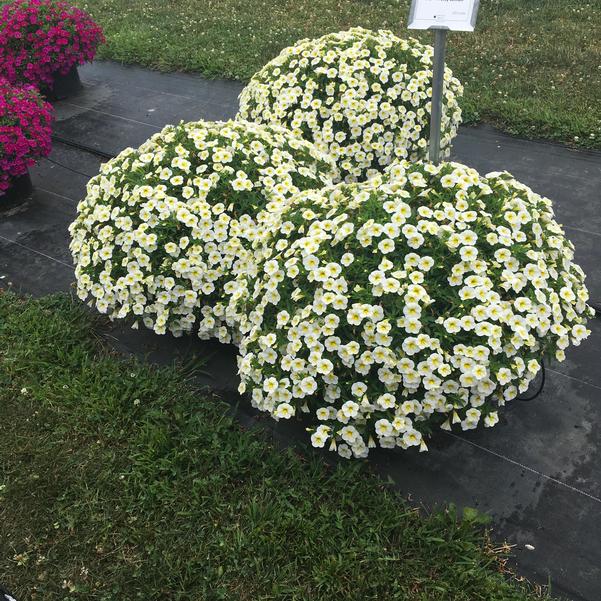 Calibrachoa Cha Cha Frosty Lemon from Penn State Trial Gardens