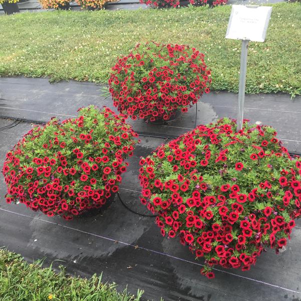 Calibrachoa Cha Cha Red Kiss from Penn State Trial Gardens