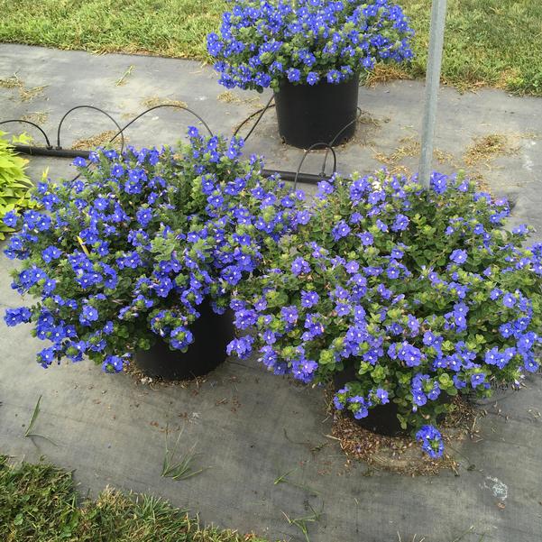 Evolvulus Beach Bum Blue: The Perfect Groundcover for Your Coastal Oasis