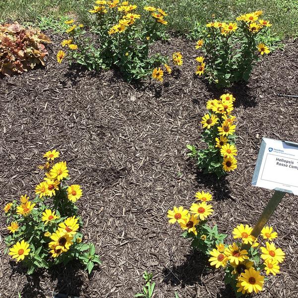 Heliopsis 'Punto Rosso Compact' from Penn State Trial Gardens