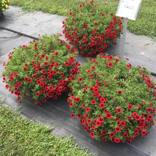 Calibrachoa Cha Cha Red Kiss from Penn State Trial Gardens