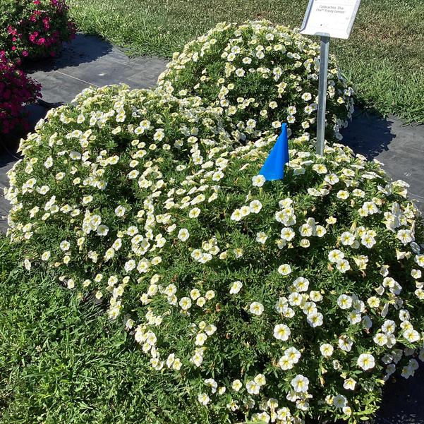 Calibrachoa Cha Cha Frosty Lemon from Penn State Trial Gardens