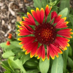 spintop orange halo blanket flower